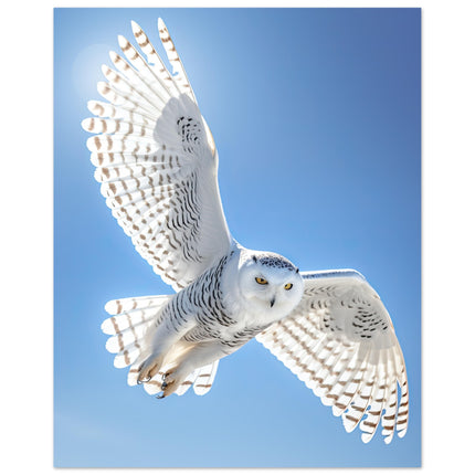 Flight Of The Snow Owl